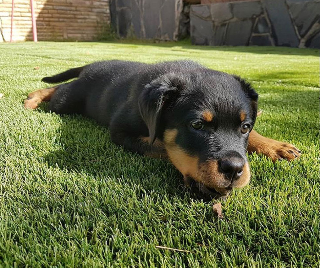 Puppy playing on turf